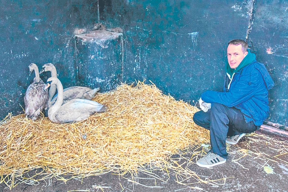 Los cisnes han hecho su nido en un antiguo establo de las instalaciones del pub Tara Na Ri