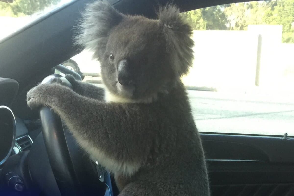 Cuando Nadie estaba fuera de su coche y dio la vuelta para mirar a su auto, apreció al koala posando frente al volante