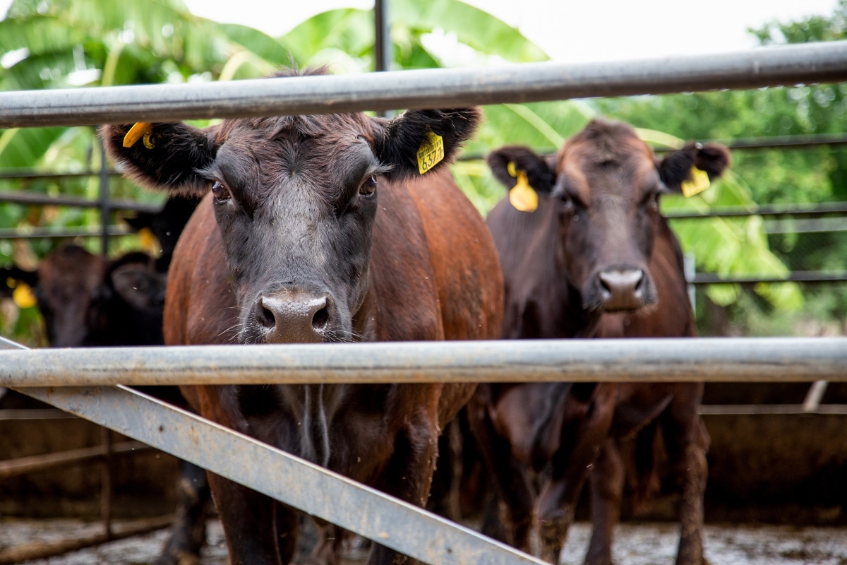 La Secretaría de Agricultura y Desarrollo Rural y el sector ganadero nacional se unen para pedir a EU que verifique el estatus zoosanitario de las regiones antes de reclasificarlas, a fin de mantener el flujo de exportación de ganado bovino