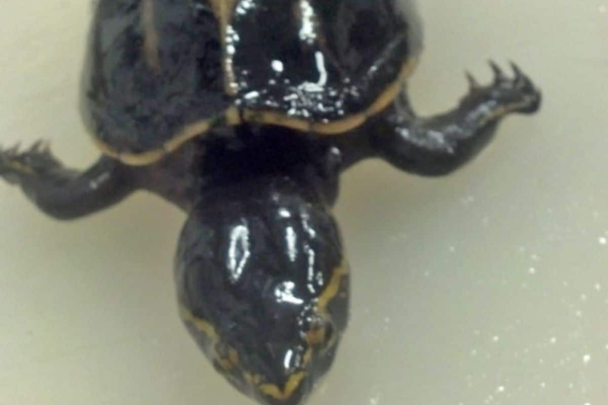 Biólogos descubren tortuga viva en el estómago de un pez