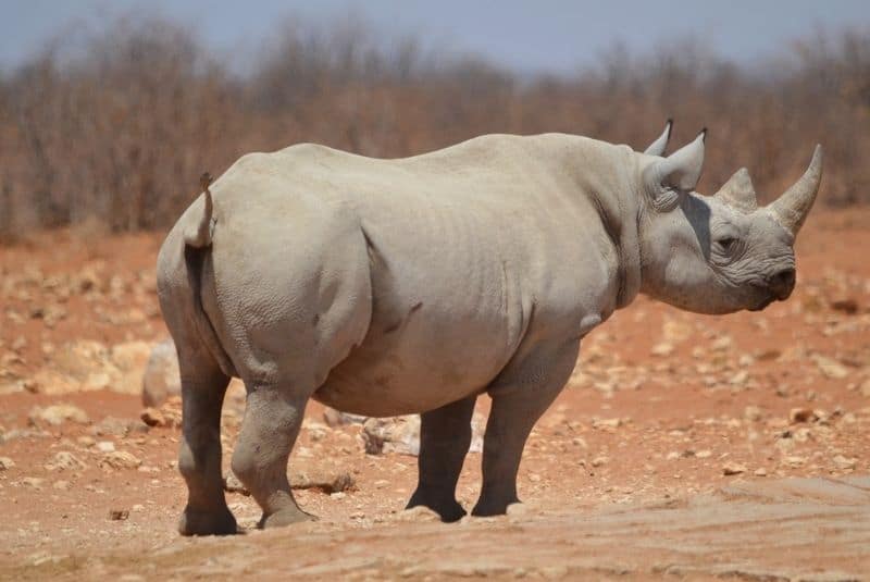 Emma, rinoceronte taiwanés buscará pareja en Japón