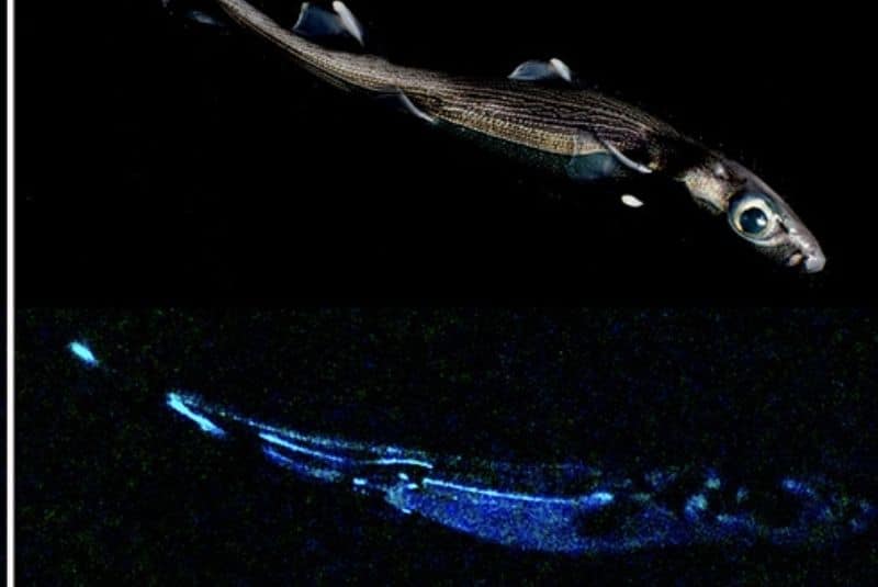 Hallan en Nueva Zelanda al tiburón bioluminiscente más grande del mundo