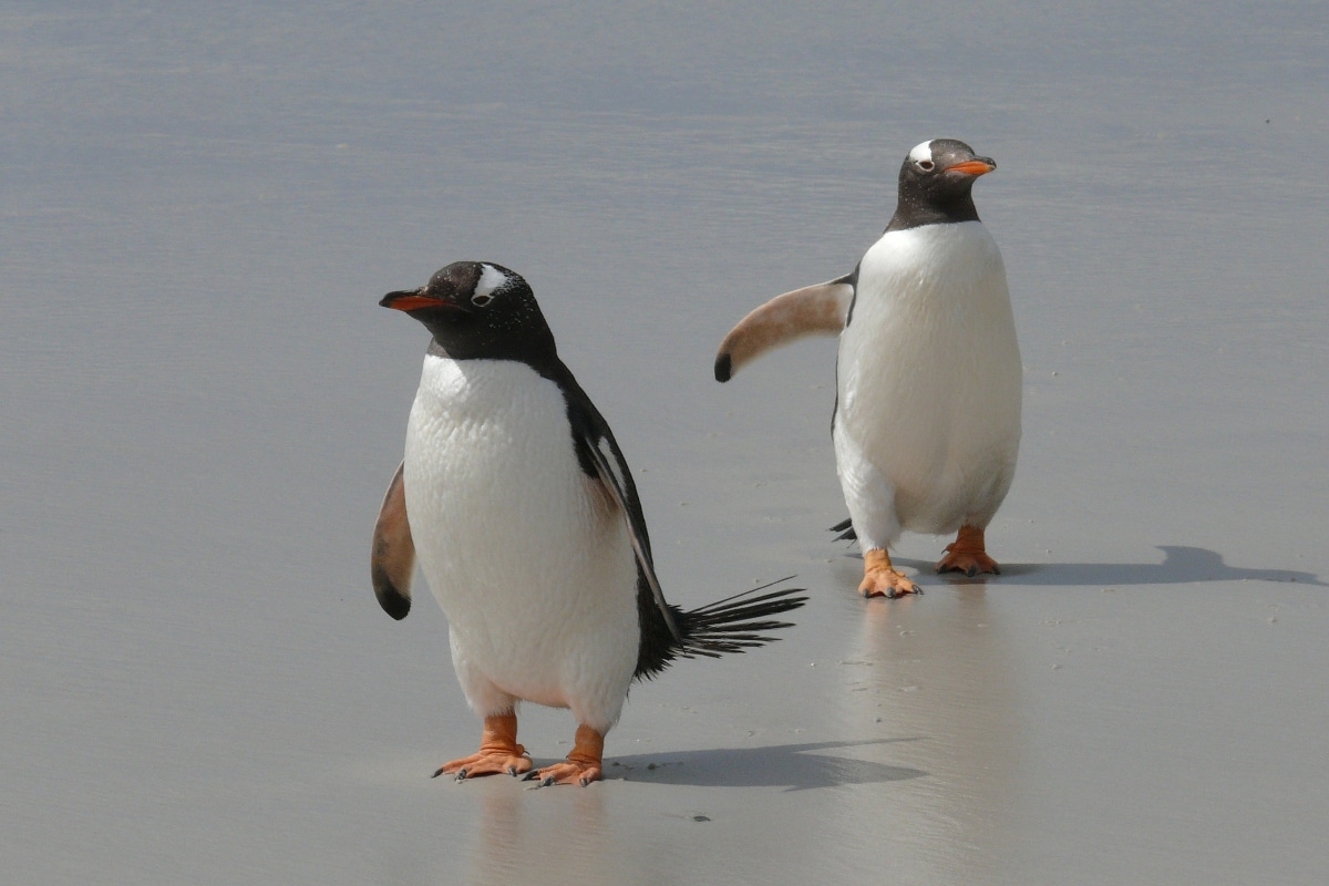 Pingüinos papúa