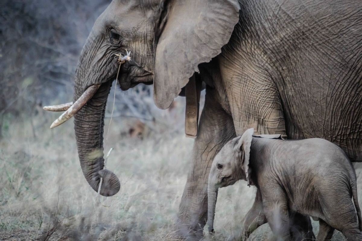 bebé elefante pixabay