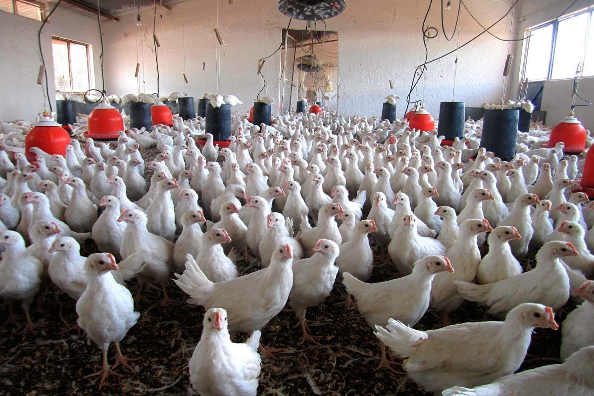 Prohíben besar a pollos, gallinas y gallos en EU