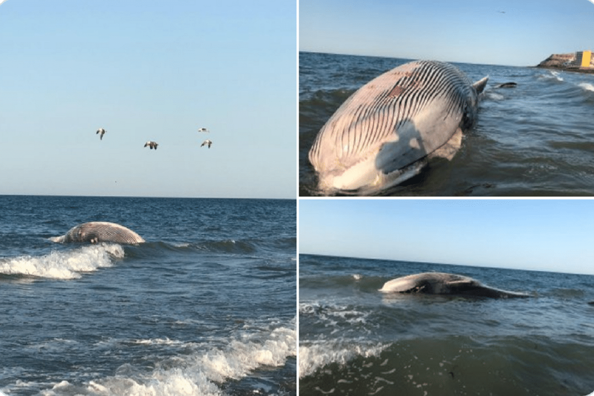 La ballena muerta amaneció en Puerto Peñasco