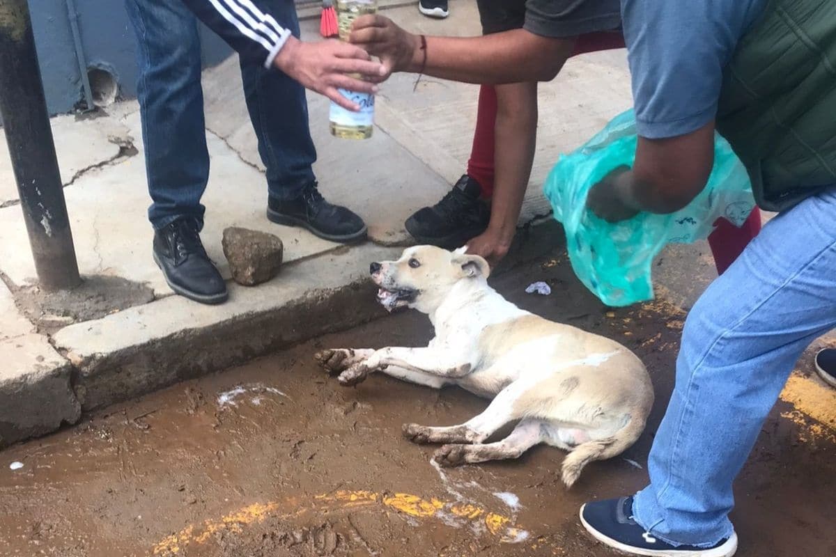 En Oaxaca envenenan y matan a ocho perros callejeros