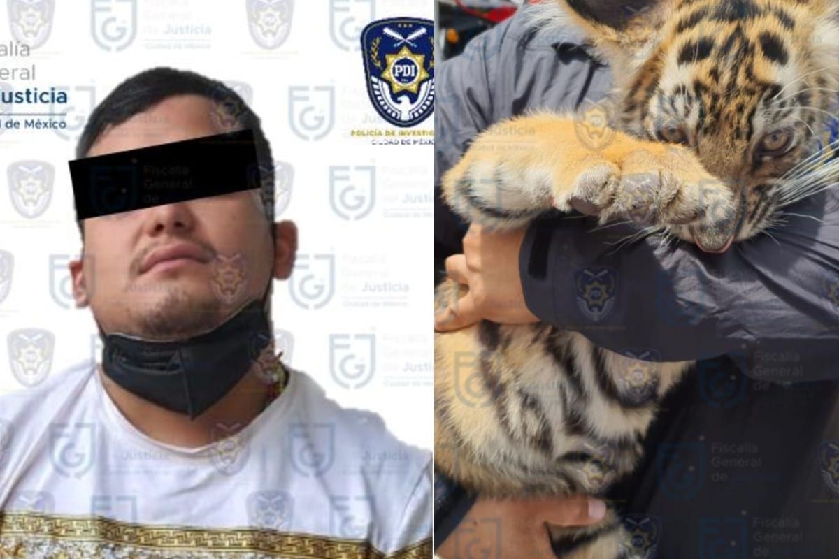 Sujeto es detenido con cachorro de tigre