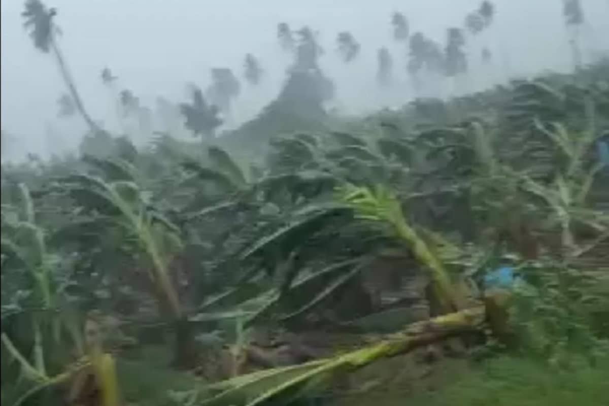 Plátanos de Coahuayana afectados por Nora