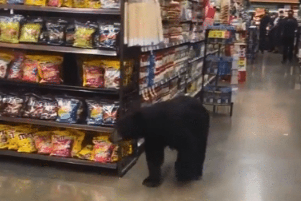 (VIDEO) Un pequeño osito decide salir de compras