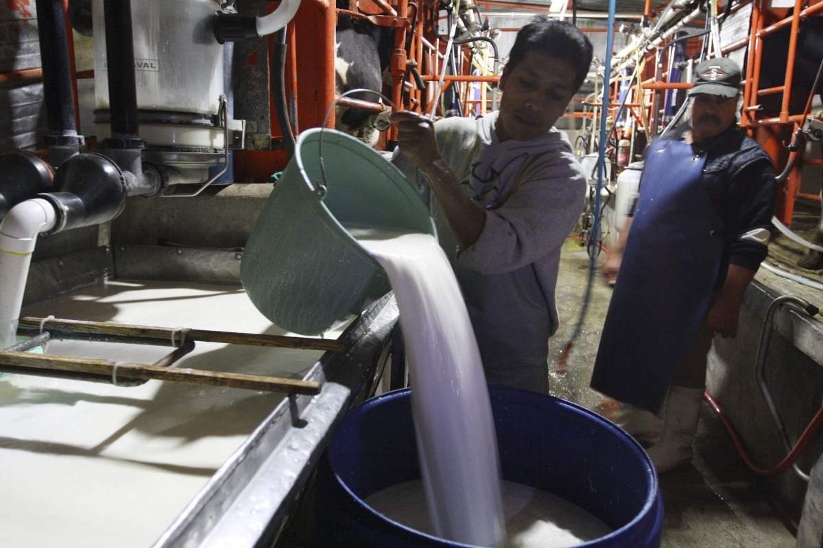 Se prevé fortalecer las pequeñas unidades de producción lechera, que suman más de 250 mil en el país