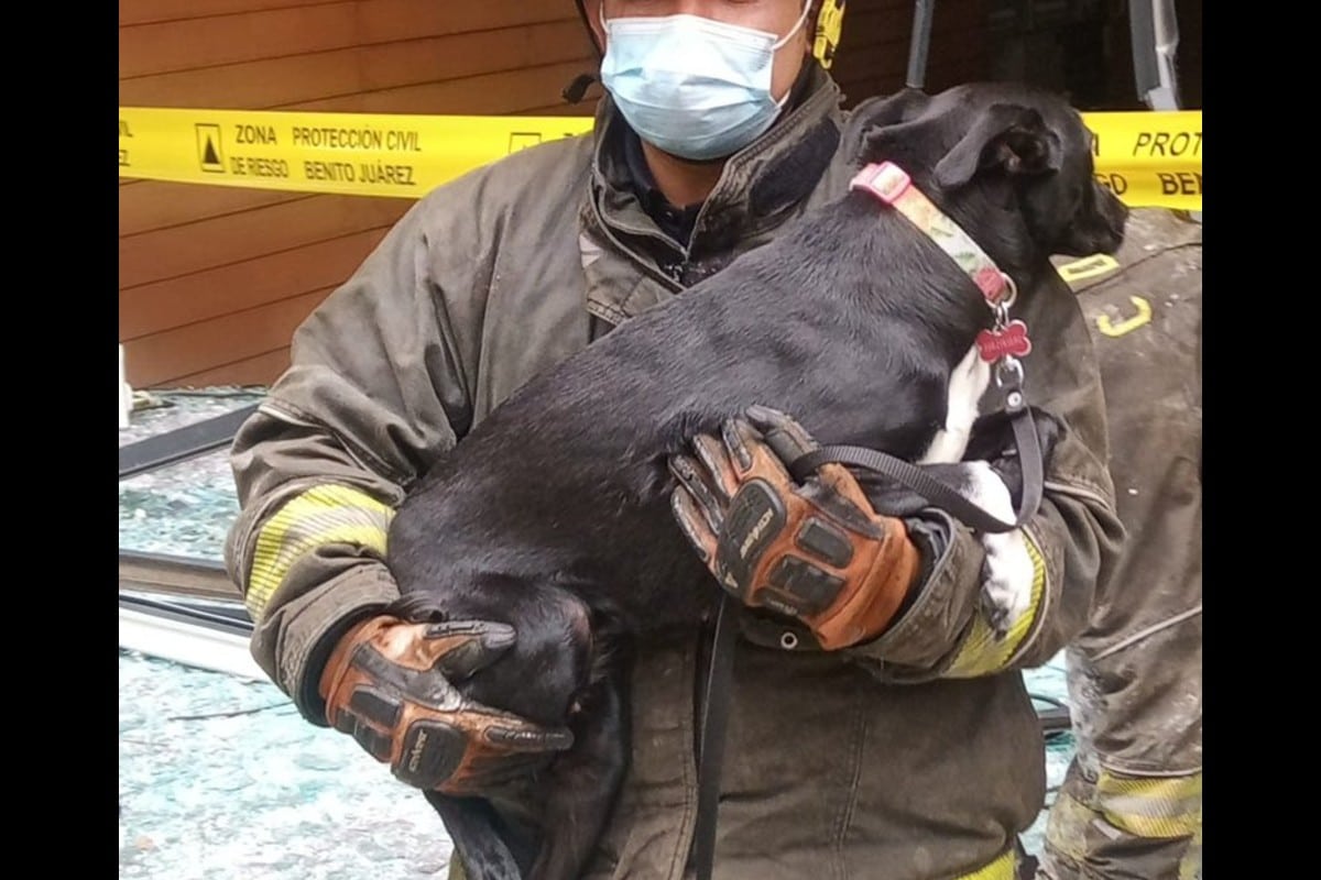 Rescatan a perrito tras explosión en Coyoacán