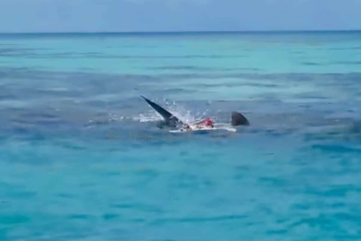 Tiburón en Yucatán