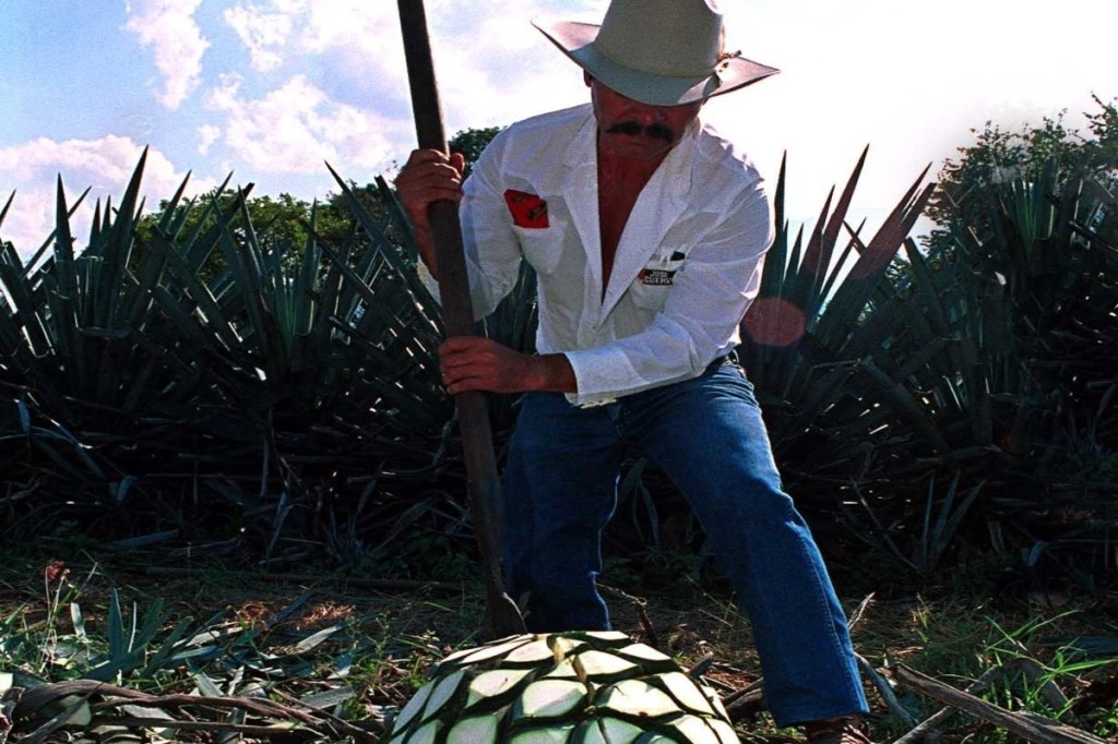 Denominación de origen del tequila cumple 50 años. Noticias en tiempo real