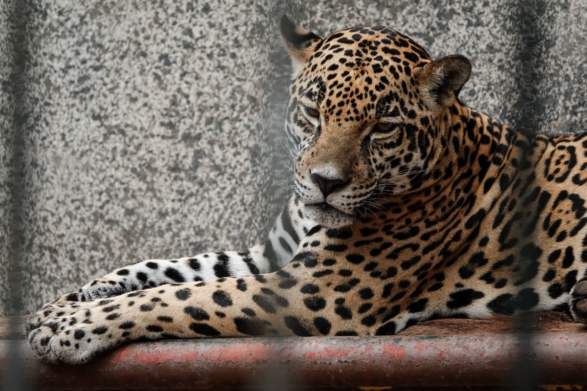 jaguares