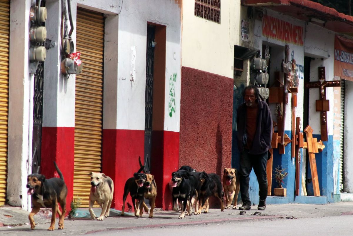 Adulto mayor con enfermedad terminal se quita la vida y la de sus 13 perros