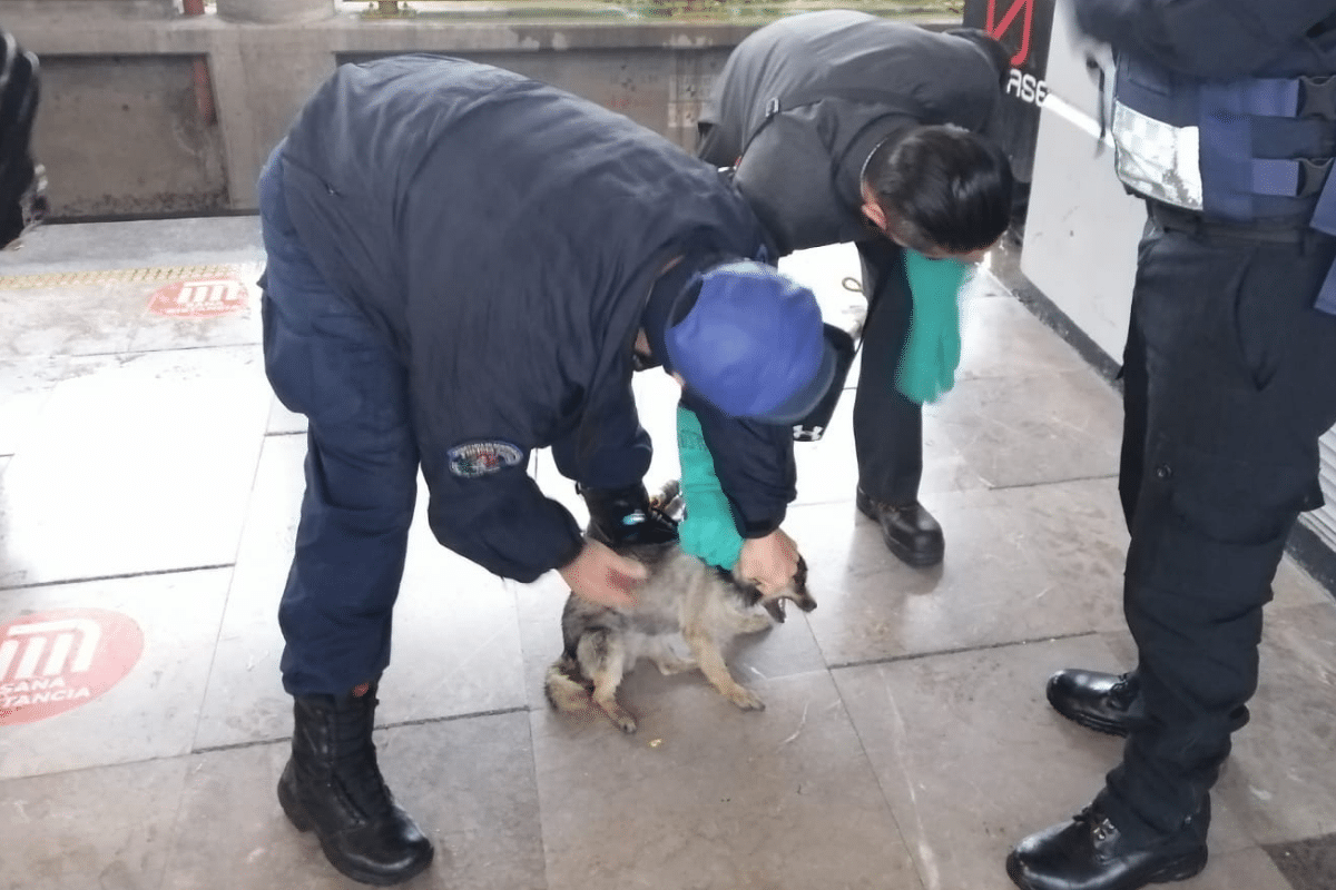 Perrito es rescatado de las vías del Metro