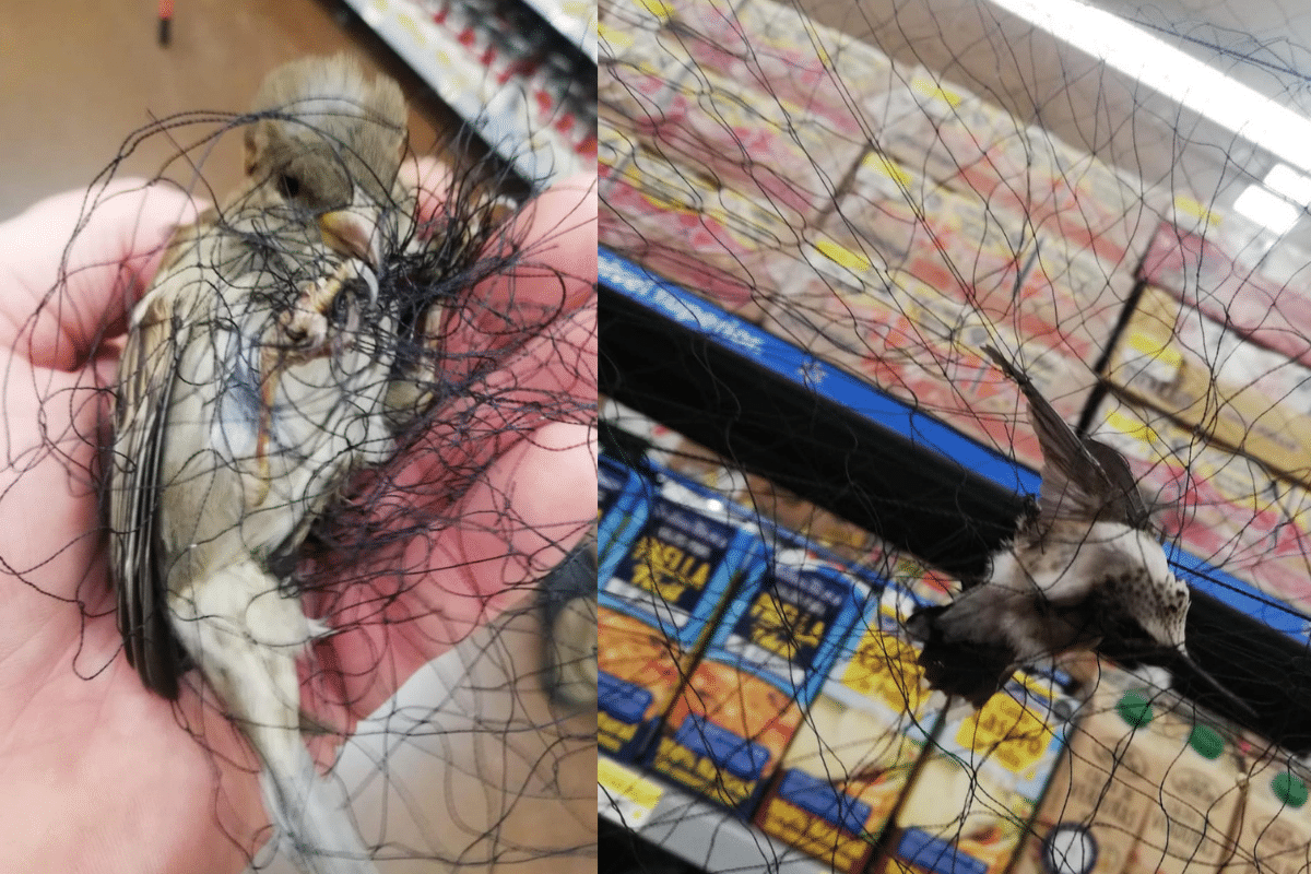 Enredados en una red, sucursal de Walmart atrapa y deja morir de hambre a aves
