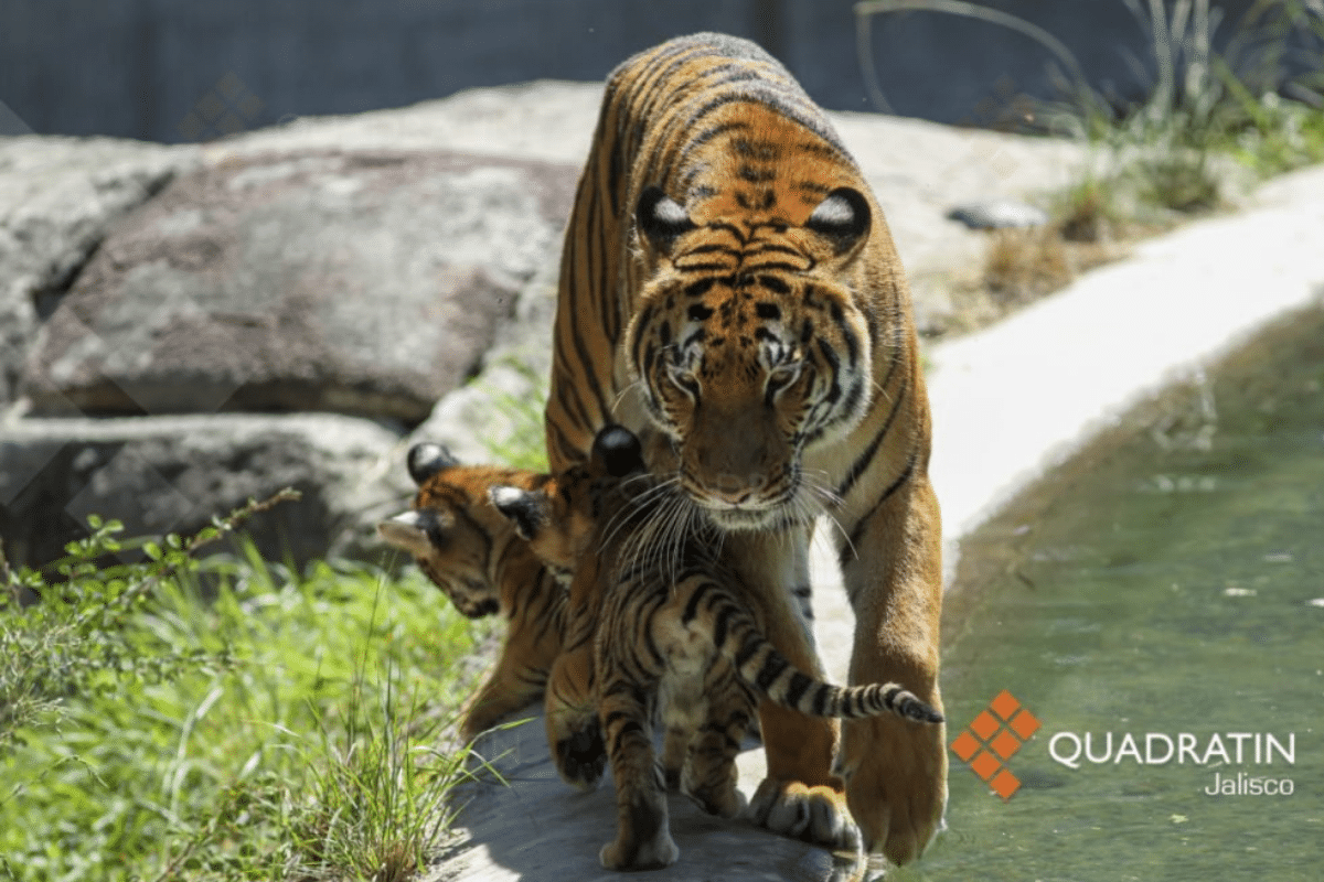 Nacen en México 4 tigres de Bengala, especie en peligro de extinción