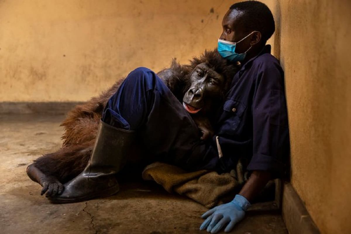 Gorila muere en brazos de su amigo humano.
