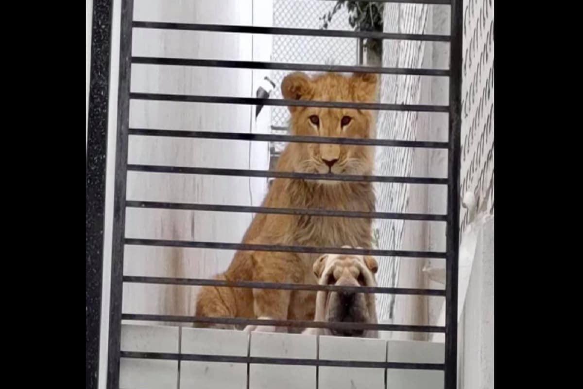 Perro y león