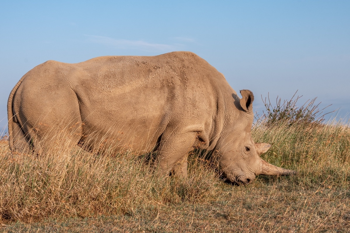 Queda solamente una hembra de rinoceronte blanco del Norte en plan para salvar especie  