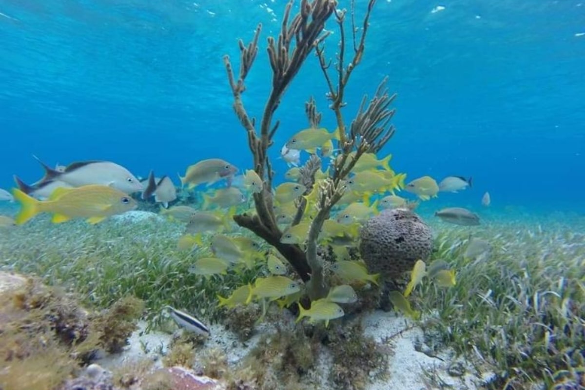 Arrecifes de coral, dañados por huracanes. Noticias en tiempo real