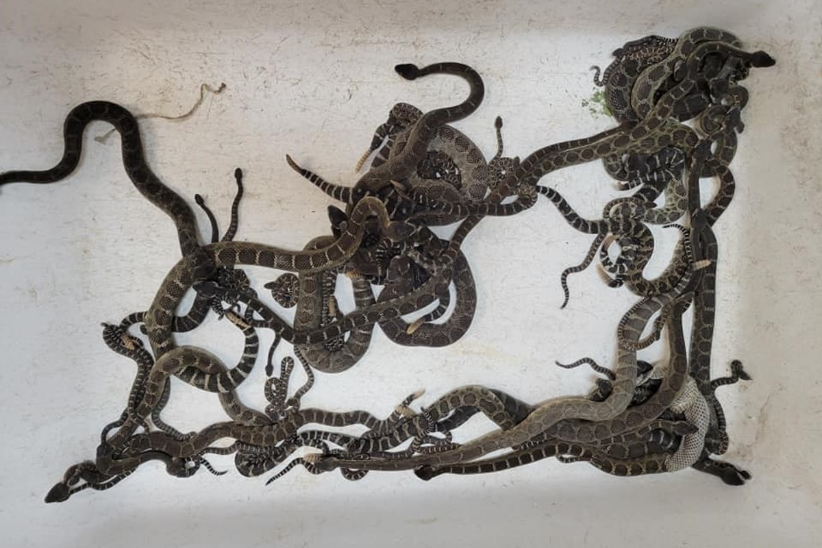 Foto: Facebook | Un rescatista de reptiles compartió su hallazgo de cerca de cien serpientes debajo de una casa.