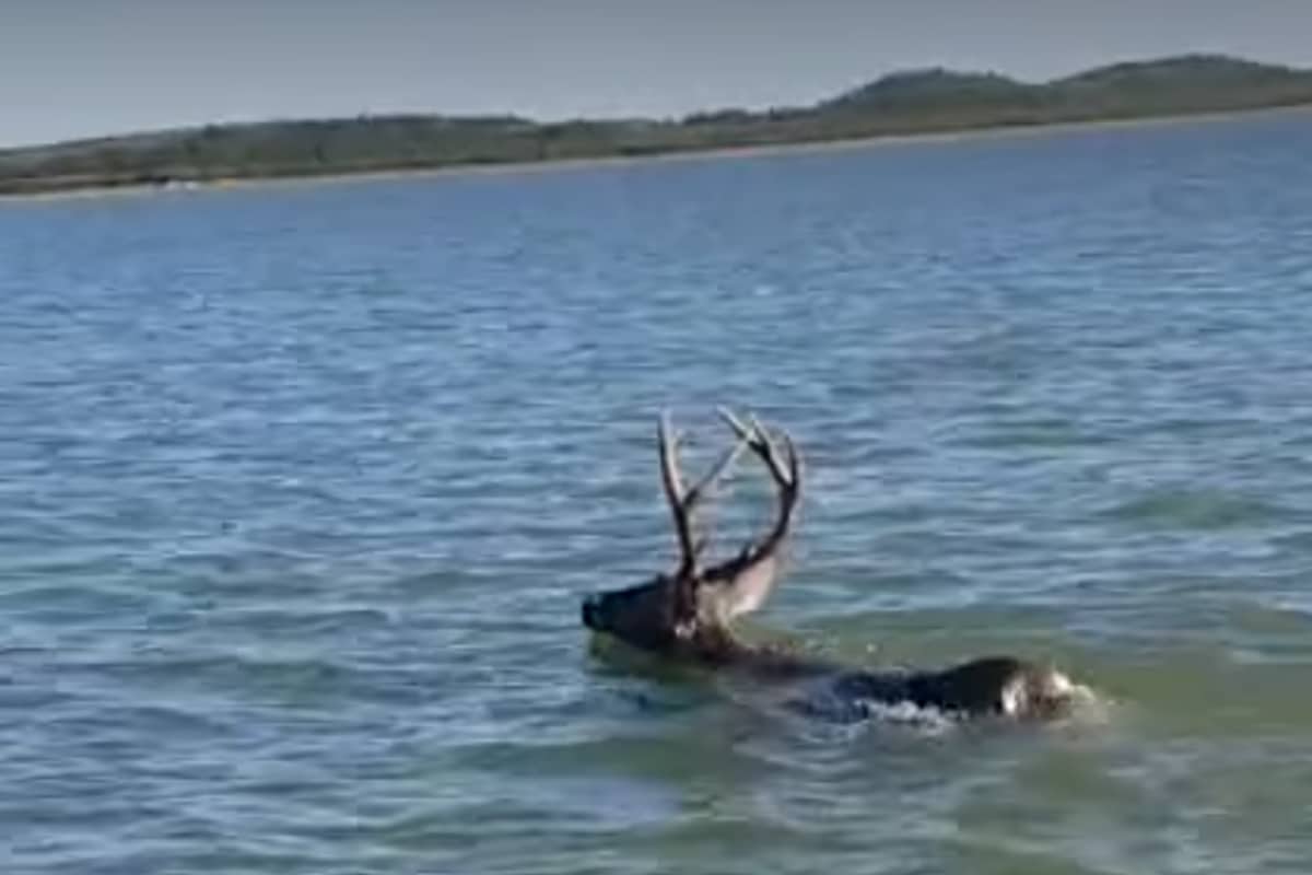 Foto: captura | El venado fue captado nadando en una zona de la presa El Cuchillo, en Nuevo León.