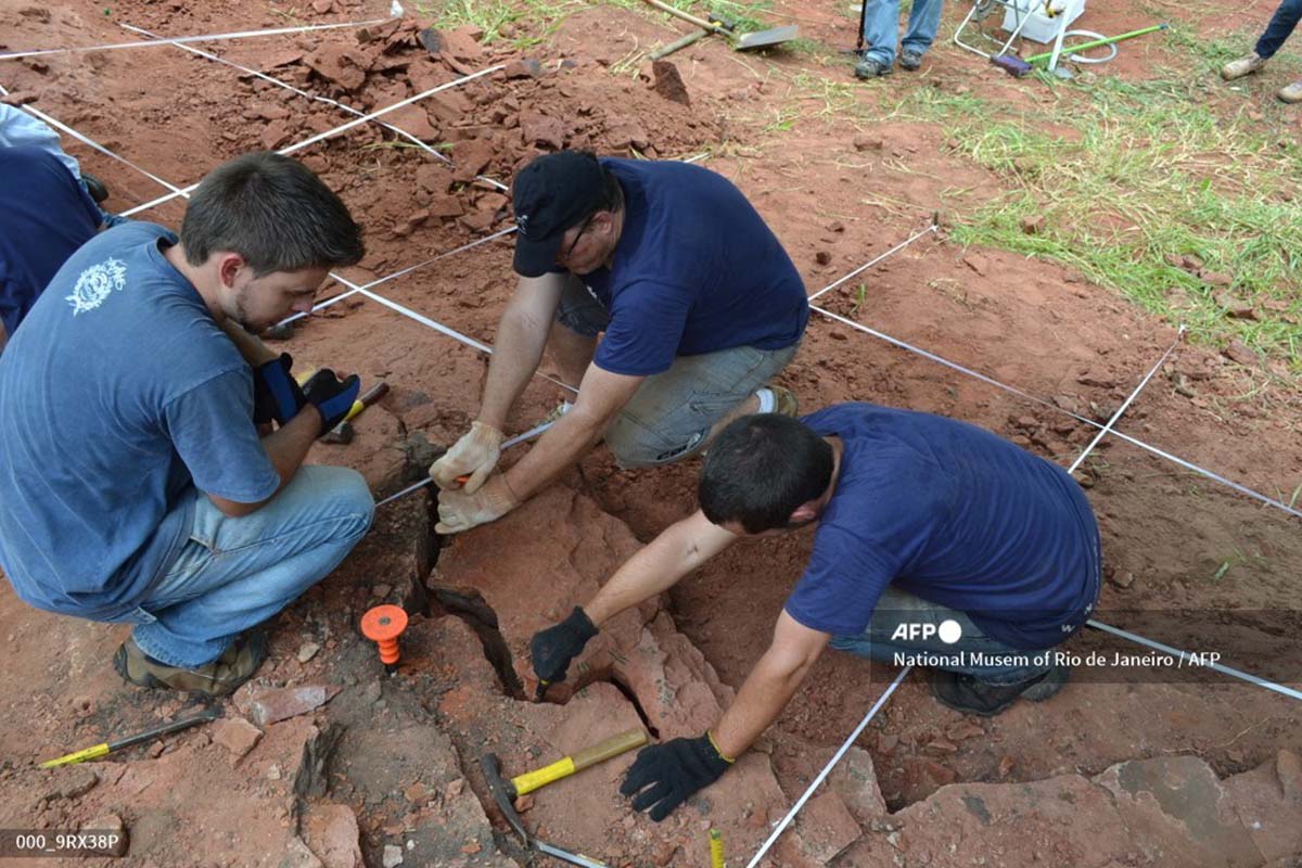 Descubren una nueva especie de dinosaurio "muy raro" en Brasil
