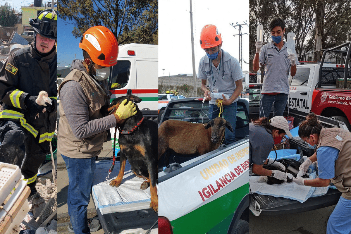 Rescatan animalitos tras explosión en San Pablo Xochimehuacan