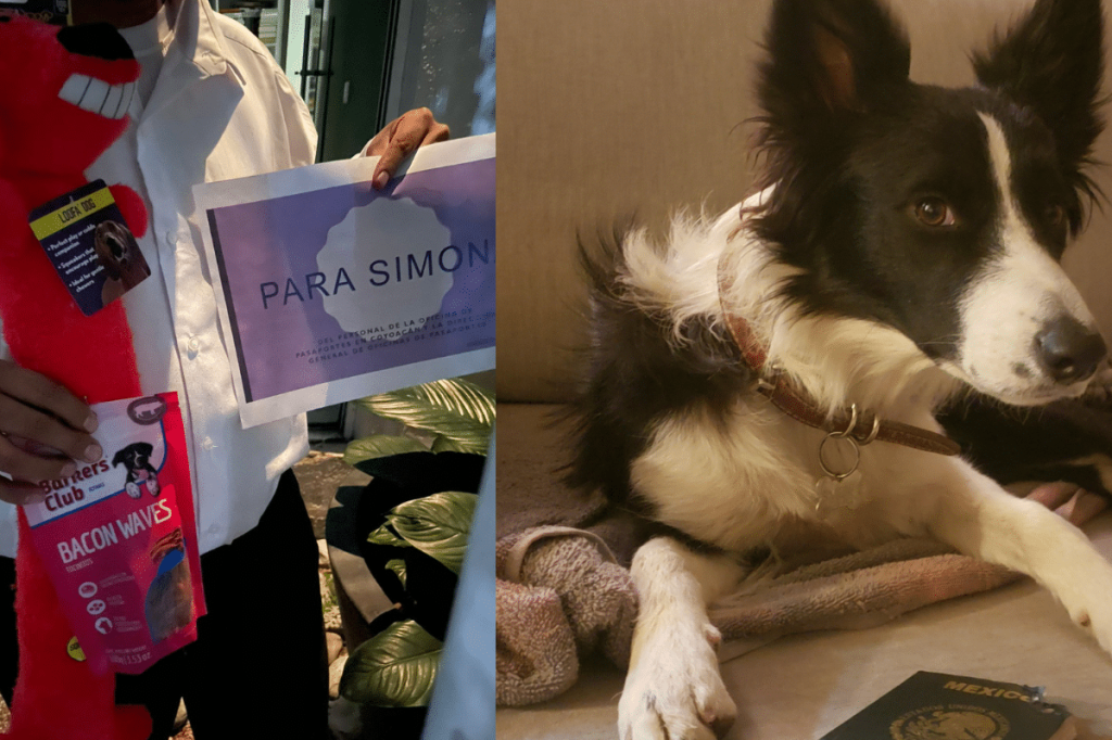 Simona, la perrita que se comió un pasaporte es premiada por la oficina de pasaportes