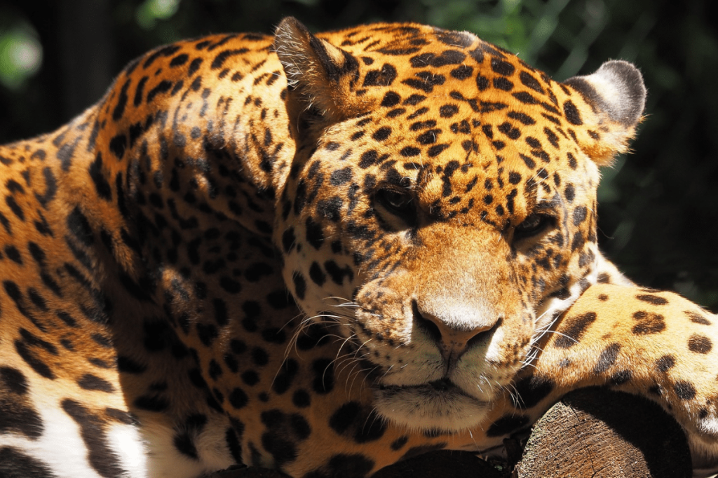 Día Internacional de la Preservación del Jaguar, felino sagrado y necesario