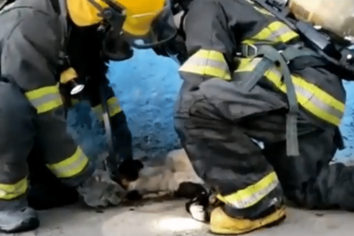 VIDEO: Muere perrita tras incendio en su vivienda