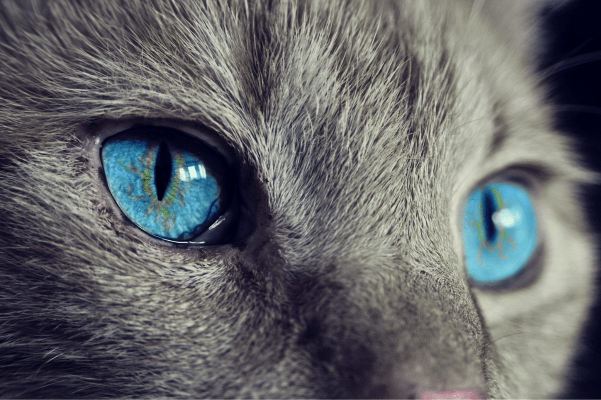 Todos los gatitos tienen rasgos psicópatas, según estudio