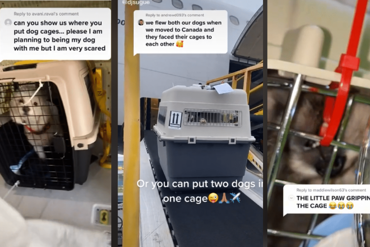 Usuarios de Tik Tok enloquecen al conocer cómo viajan los perritos en avión