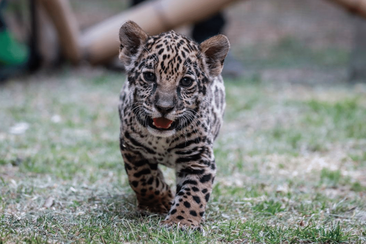 Senadores piden a gobierno federal, proteger al jaguar