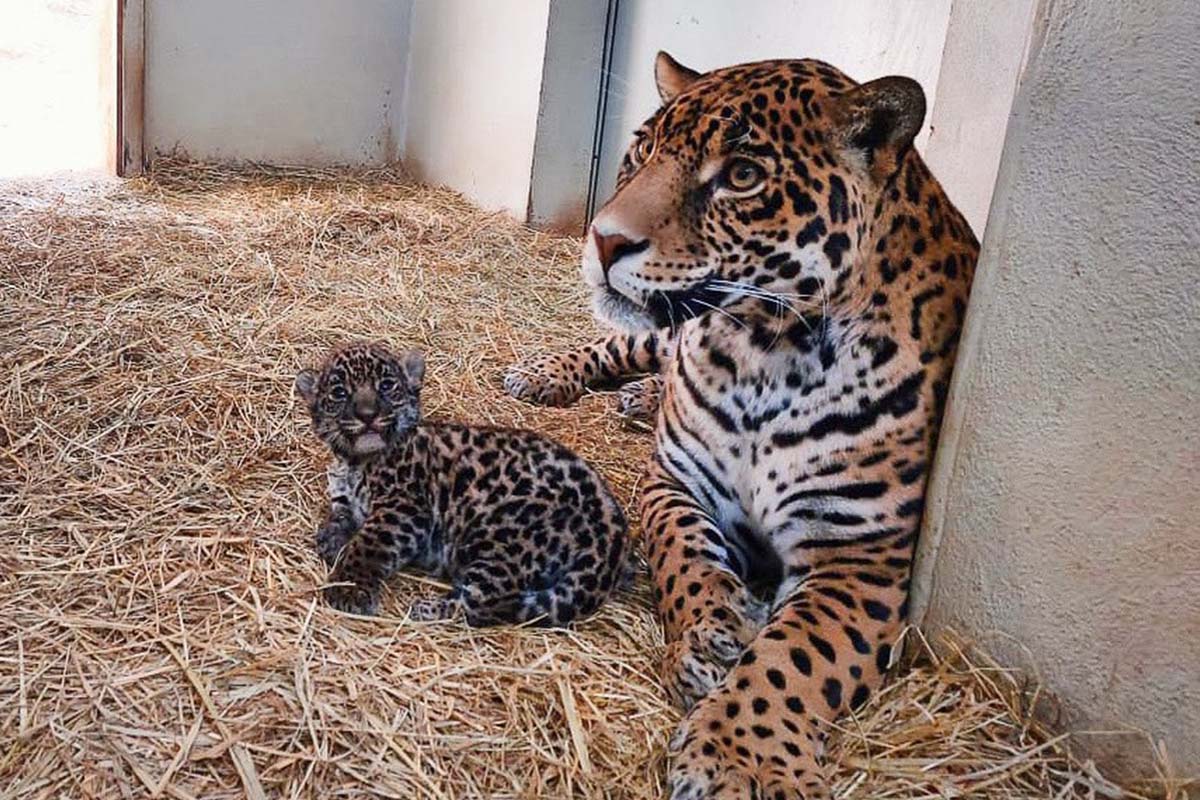 Nacen crías de jaguar en Edomex