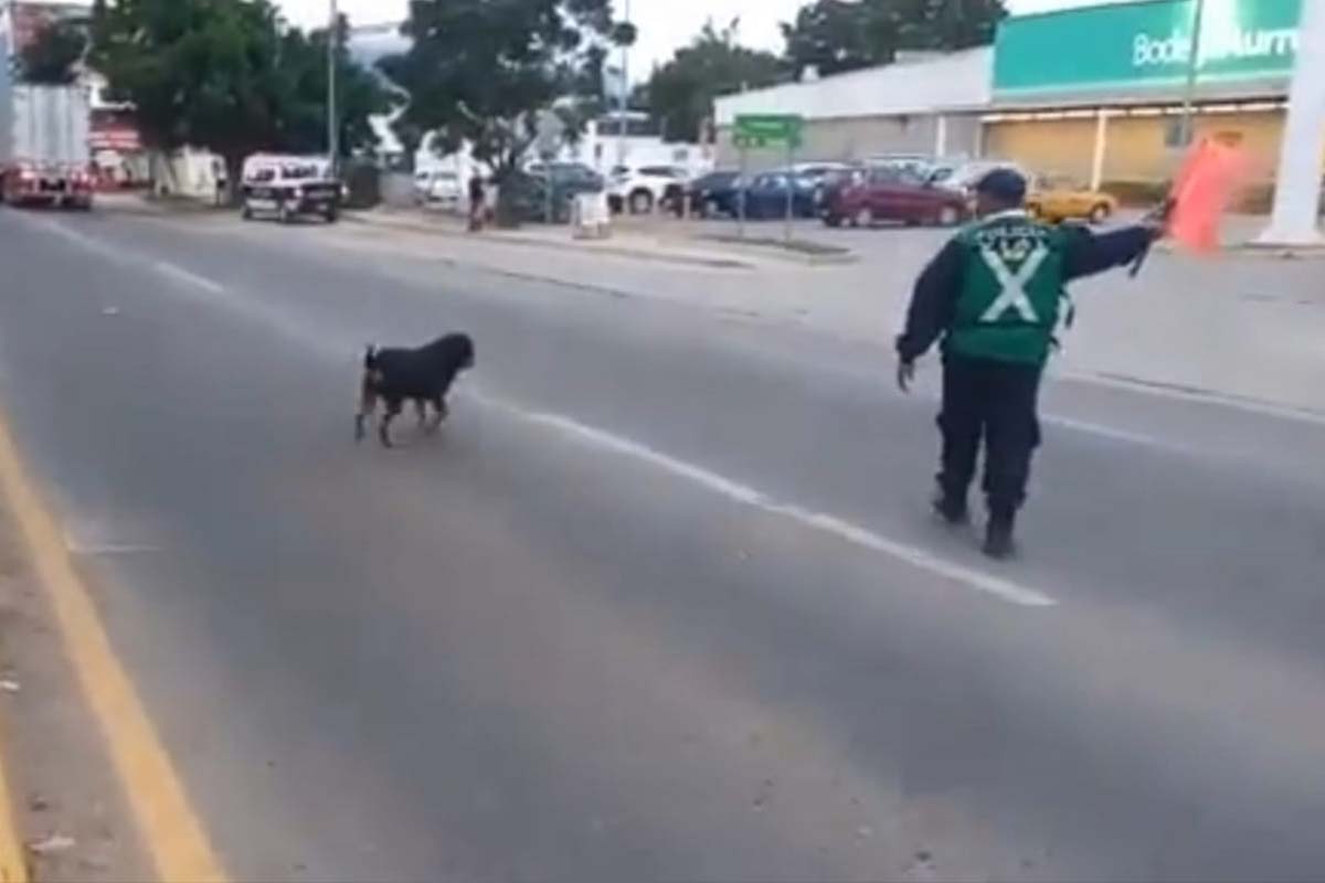 ¡Ternurita! Policía vial de ayuda a perrito a pasar la calle