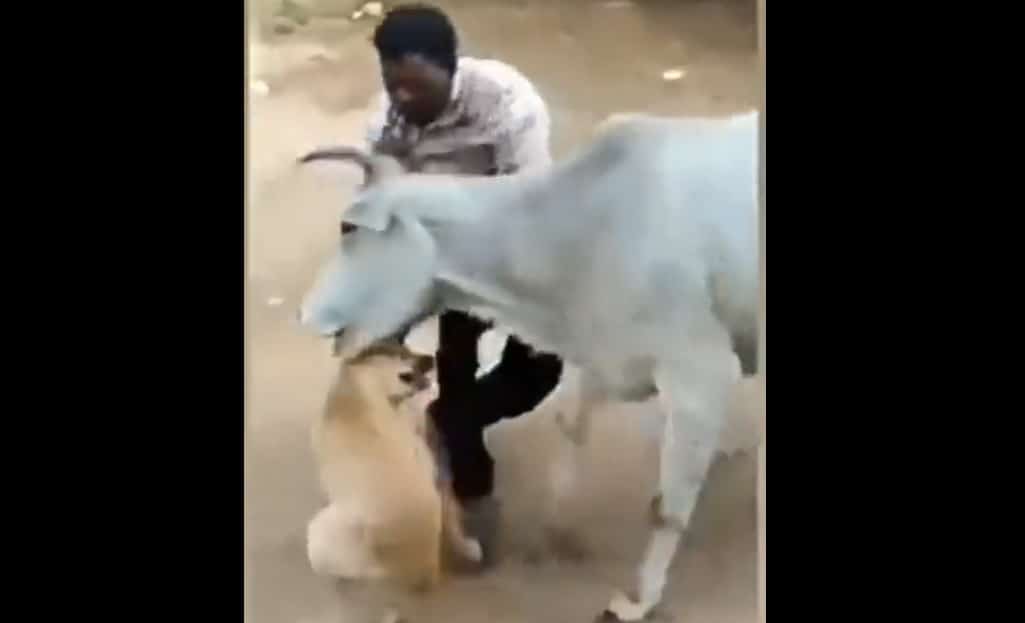 Vaca defiende a perro