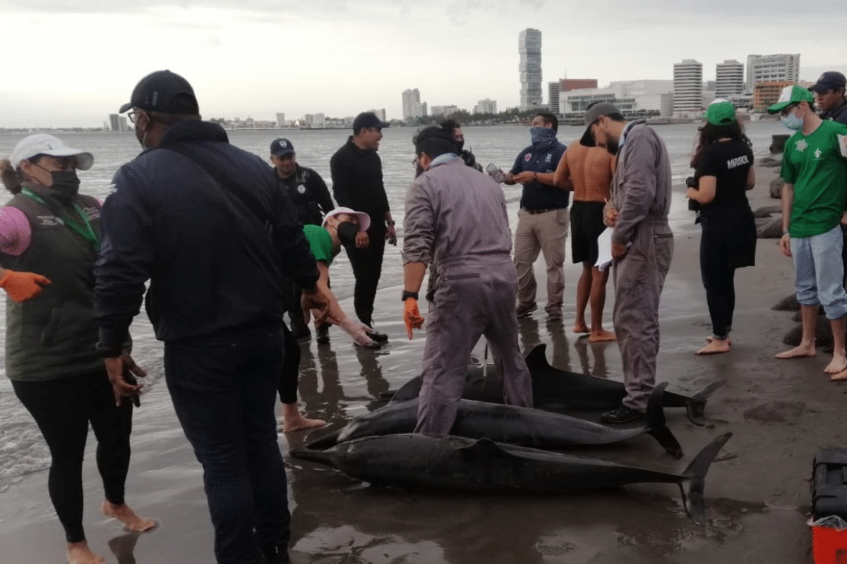 Mueren tres de 10 delfines que encallaron en Boca del Río