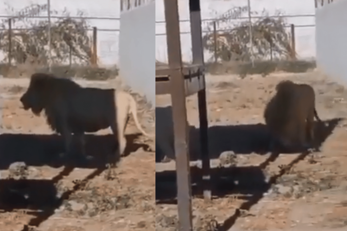 Foto: Twitter/ @codigoveracruz | VIDEO: denuncian negligencia en zoológico, león se comió a cachorro