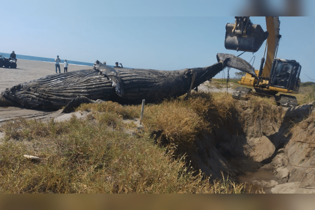 Foto: Protección Civil Chiapas | Una ballena jorobada de 8.80 metros de longitud fue hallada muerta en la playa Puerto Arista, en Chiapas