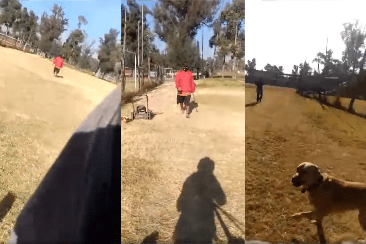 Foto: Captura de video | El joven relata que el agresor también golpeó a sus perros