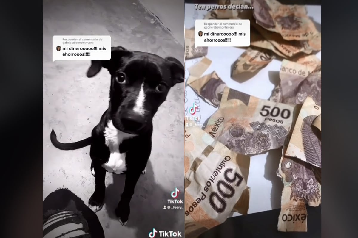 Foto: captura | El video viral de Tiktok muestra a un perrito que destrozó el aguinaldo de su dueña.