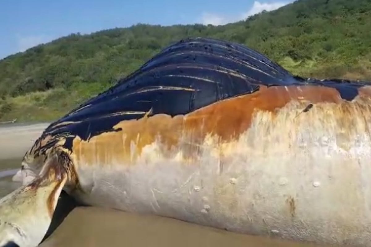 Foto: Quadratin | El cuerpo sin vida de la ballena permanecía varado en una playa; pesaba más de 10 toneladas.