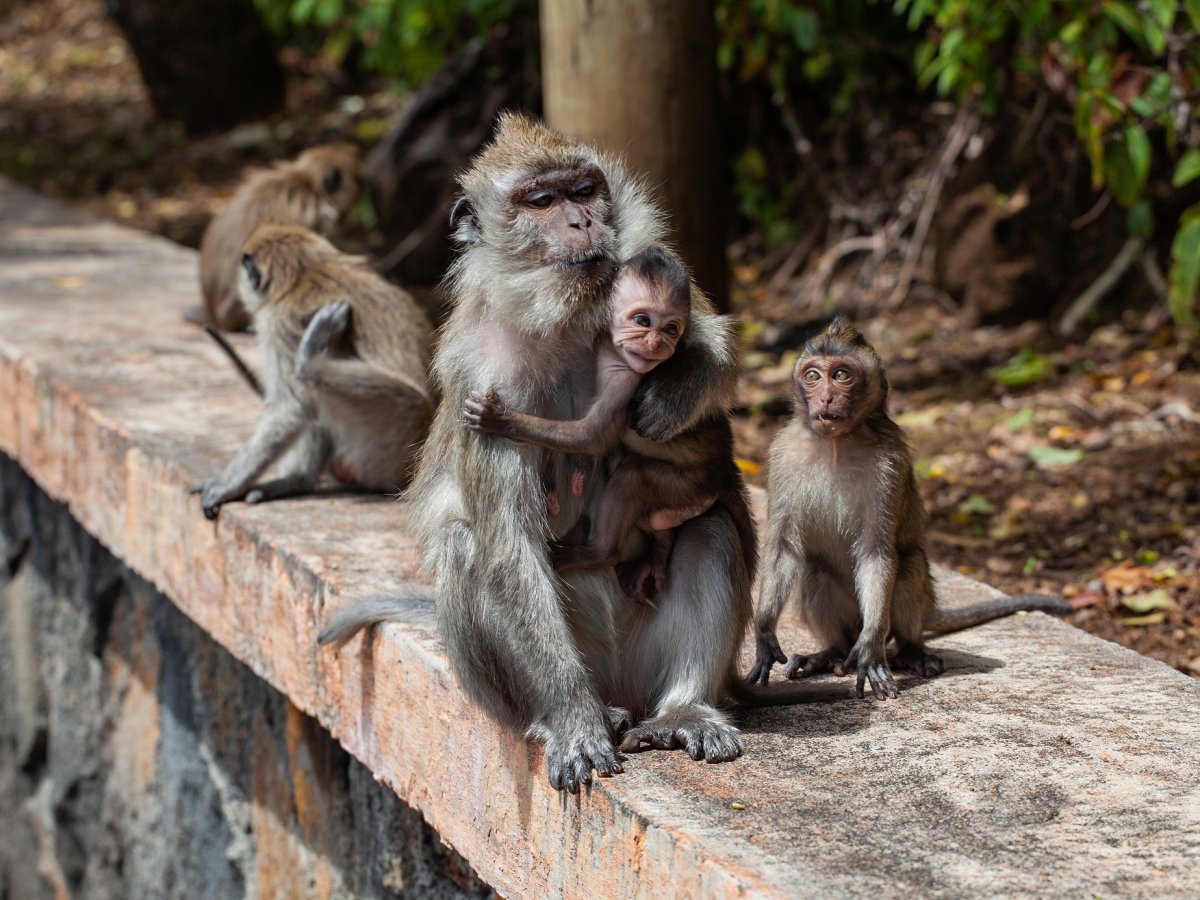 En el Día Mundial del Mono te dejamos datos y videos sobre estos animalitos