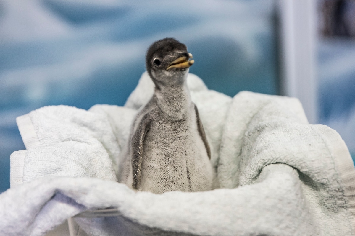 Algo extraordinario nació en CDMX: dos pingüinos gentoo. Noticias en tiempo real