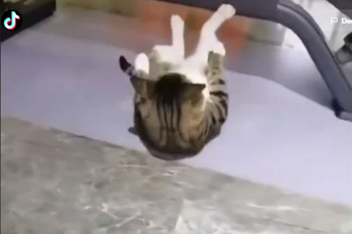 Foto: captura | En un clip viral de TikTok, el gatito realiza una rutina de 20 abdominales.
