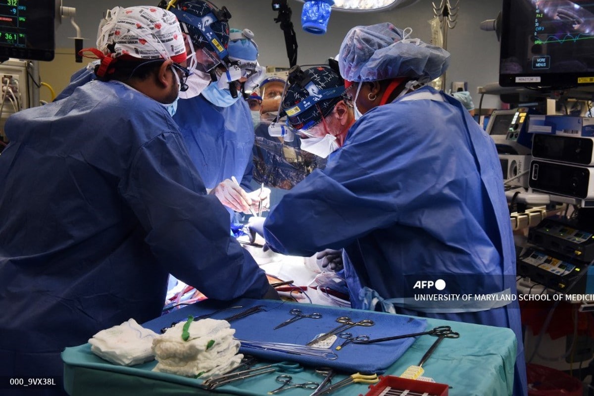 Primicia mundial. Cirujanos trasplantan con éxito corazón de cerdo a una persona